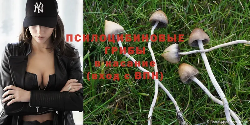 Галлюциногенные грибы Psilocybe  Заозёрск 